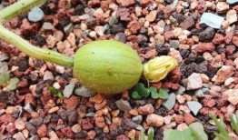 源码时代吃瓜,揭秘吃瓜群众的崛起与影响力