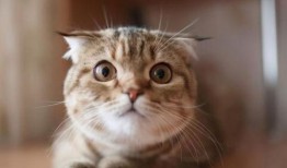 猫咪可以吃羊角瓜吗,羊角瓜是否适合猫咪食用？