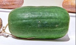 吃茎的瓜,探寻吃茎瓜的独特魅力