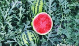 吃瓜临夏,探寻这座古城的美食与风情