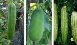 什么虫会吃瓜,揭秘瓜类作物常见害虫