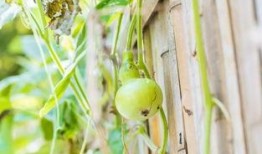 吃葫芦瓜的坏处,葫芦瓜过量食用的潜在危害揭秘