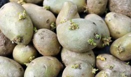 洋瓜发芽可以吃吗,能否食用揭秘