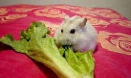 仓鼠吃蟹黄味瓜,仓鼠新宠，营养美味两不误