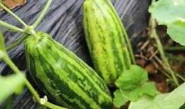 不吃瓜的人和吃瓜的人,不吃瓜者的清高与吃瓜者的热情