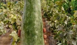 带你吃瓜贵州,跟随“带你吃瓜”的脚步，解锁地道风味之旅