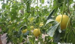 崔寨吃瓜,一场别开生面的夏日盛宴