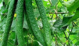 佛手瓜黄瓜西红柿一起吃,营养美味健康搭配新主张”