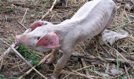 骑猪吃瓜系统,揭秘古代奇特的饮食文化现象