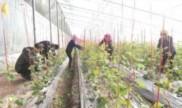 白梨瓜怎么吃,解锁夏日清新美味