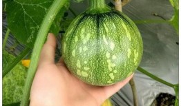 吃瓜小禾,揭秘娱乐圈那些不为人知的幕后故事