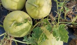 梦到吃瓜很好吃,瓜果飘香，美味尽享