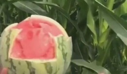 网友预测吃瓜,吃瓜成风，揭秘娱乐圈幕后真相