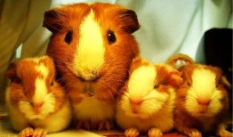 豚鼠吃蒲瓜,蒲瓜的奇妙滋味之旅