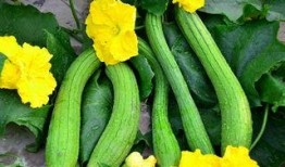 什么叫吃瓜劳,网络时代的娱乐消费现象解析