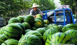 跟着赵太阳吃瓜,赵太阳带你领略吃瓜界的欢乐盛宴