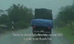 半夜吃瓜视频大全