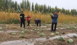 南靖吃瓜群众,揭秘当地独特美食文化