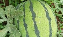 带你吃瓜搞笑游戏