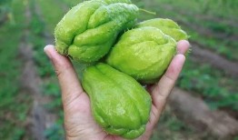 金籁瓜怎么吃,解锁美味新境界