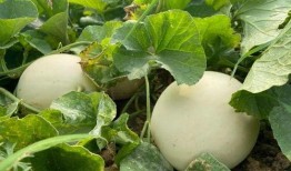 香味瓜可以吃吗,能否放心品尝的天然美味？