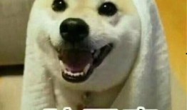 情侣吃瓜搞笑,甜蜜与欢乐并存