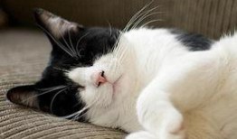 猫吃瓜拉稀吗,揭秘瓜果对猫咪的影响