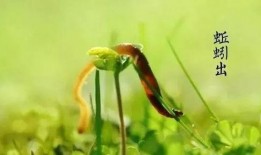 生王瓜怎么吃,探索清新口感与营养价值的完美结合