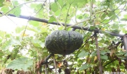 中和园吃瓜,夏日消暑美食之旅