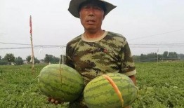 吃瓜后肚子烂了,揭秘过度吃瓜的危害