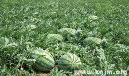 梦见吃瓜捡瓜啥意思,吃瓜捡瓜背后的寓意与启示