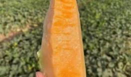 云时吃瓜,揭秘网络时代的娱乐现象