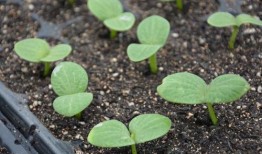 洋瓜发芽可以吃吗,能否食用揭秘