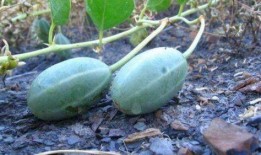 洋瓜发芽可以吃吗,能否食用揭秘