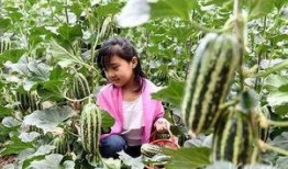 孟村吃瓜吴硕,瓜界风云人物