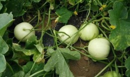 香瓜吃瓜,夏日清凉新体验