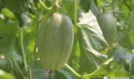 崔寨吃瓜,一场别开生面的夏日盛宴