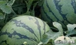 身边吃瓜,揭秘娱乐圈幕后故事