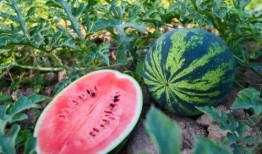 习水吃瓜,探寻习水特色美食之旅