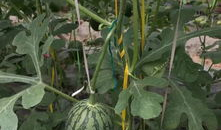 中牟县吃瓜事件,一场网络热议背后的真相与反思