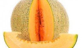 吃了田七可以吃哈密瓜吗,食用搭配探讨