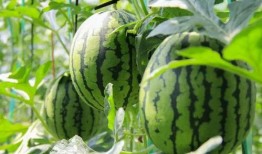 免费吃瓜AV,揭秘网络短视频的诱惑与风险