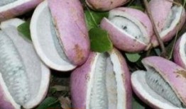 恩施昨天吃的什么瓜,探寻当地特色美食之旅