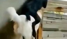 吃瓜群众萌宠,吃瓜群众眼中的宠物界风云录