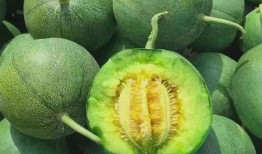 小绿瓜甜瓜怎么吃,小绿瓜甜瓜的多重食法探索