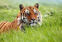 虎崽崽yomi吃瓜,揭秘娱乐圈幕后故事