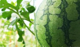 吃瓜视频超快,揭秘娱乐圈幕后故事，带你领略超快节奏的娱乐世界