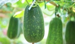 瓜怎么吃减肥最快,轻松享瘦的秘密武器