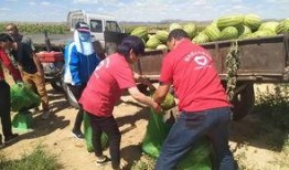 包头吃瓜的,揭秘当地特色美食背后的故事