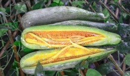 被人吃心的瓜,一场惊心动魄的悬疑大剧